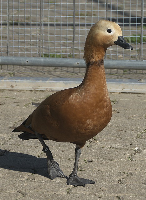 于奔命